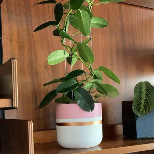 Planta y Decora tu Maceta -  Plant & Paint Your Pot